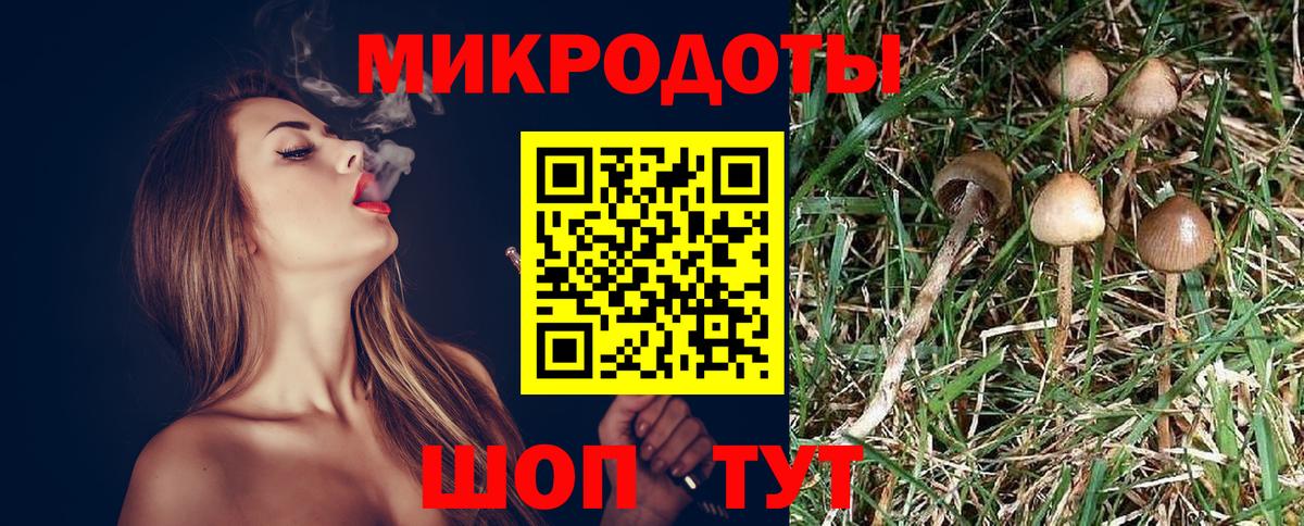 Галлюциногенные грибы Psilocybine cubensis Пушкино